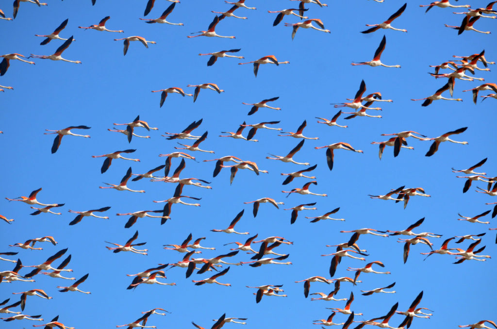 Flamencos 3