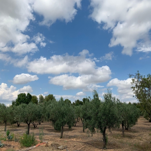 Finca Vilamarxant Oliverete